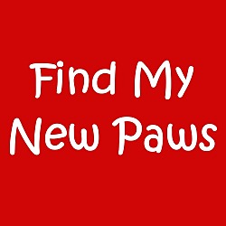 Photo of z Find My New Paws