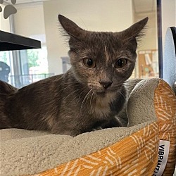 Photo of Peaches
