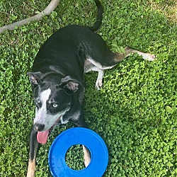 Photo of CAMBRIA (COURTESY POST)