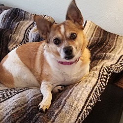 Photo of Cookie