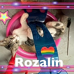Photo of Kitten Rozalin