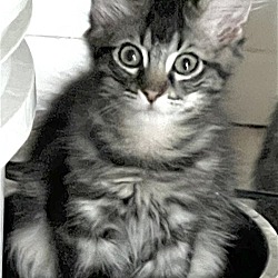 Photo of Huckle-meow-ry 'Finn'