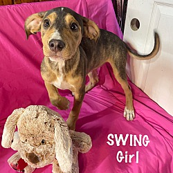 Providence, RI - Dachshund/Beagle. Meet Alaric KL in MS a Pet for Adoption  - AdoptaPet.com