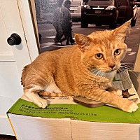adopt a pet