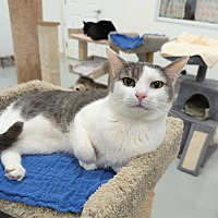 adopt a pet