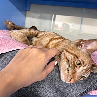 adopt a pet