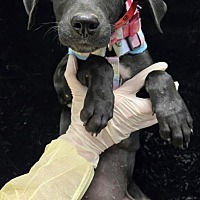 adopt a pet