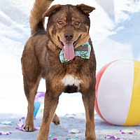 adopt a pet