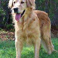 adopt-pet