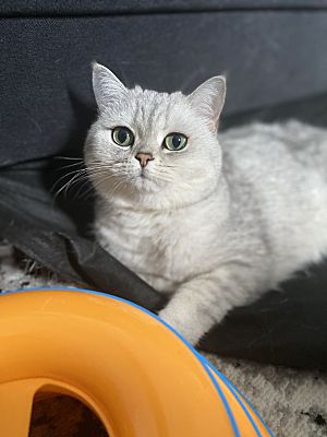 Staten Island Ny British Shorthair Meet Pepper Adoption Fee 150 A Pet For Adoption
