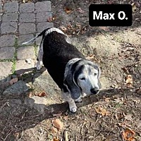 Photo of Max O Onslow