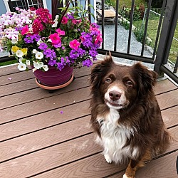 Photo of Skooter