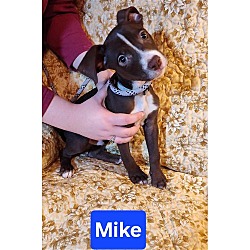 Thumbnail photo of Basket Pup Mike #2