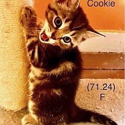 Photo of Foster Cookie