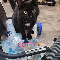 Thumbnail photo of Dottie #4