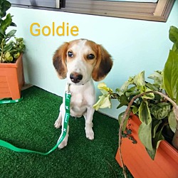 Thumbnail photo of Goldie #1