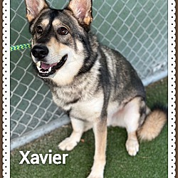 Thumbnail photo of XAVIER #4