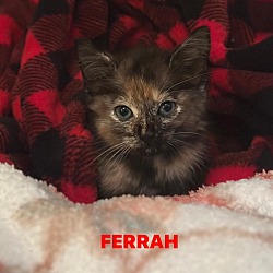 Thumbnail photo of Ferrah #3