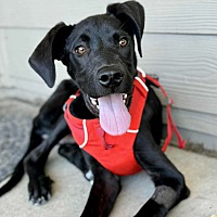 adopt a pet