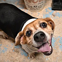 adopt a pet