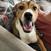 adopt a pet