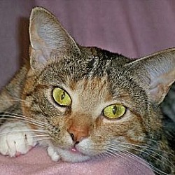 Photo of Viola