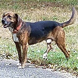 Thumbnail photo of Buckshot(40 lb) Best Dog Ever! #2