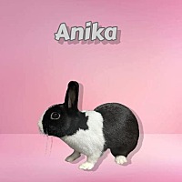 Photo of Anika