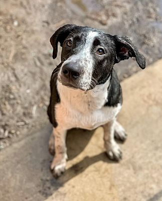 Dana Point, CA - Border Collie/English Pointer. Meet Lola a Pet for ...