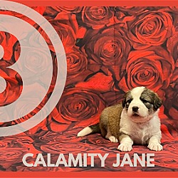 Thumbnail photo of Calamity Jane #3