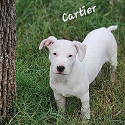 Photo of Cartier DD