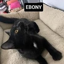 Photo of Ebony