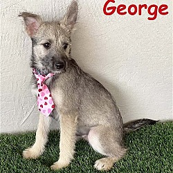 Photo of George