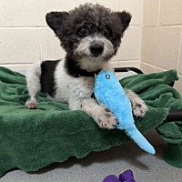 adopt a pet