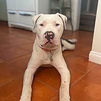 adopt a pet