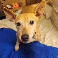 adopt-pet