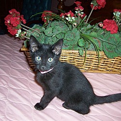 Thumbnail photo of Buffy-Baby kitten #1