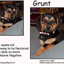 Photo of Grunt