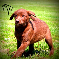 Thumbnail photo of Pip~adopted! #2