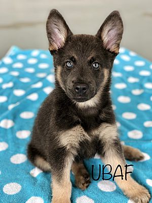 Agoura Hills, CA - German Shepherd Dog/Labrador Retriever. Meet Izzy a Pet  for Adoption 