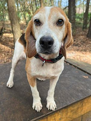 Savannah, GA - Beagle. Meet Sam a Pet for Adoption - AdoptaPet.com