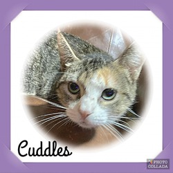 Thumbnail photo of Cuddles #2