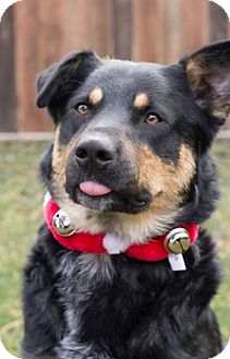 West Richland, WA - Rottweiler. Meet Bentley a Pet for Adoption.