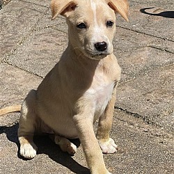 Photo of Tasha, A Lab-Terrier mix puppy