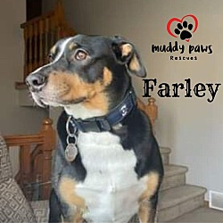 Thumbnail photo of Farley (Courtesy Post) #3