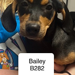 Photo of Bailey B282