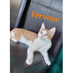 Thumbnail photo of Versace #1