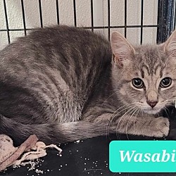 Photo of Wasabi