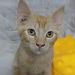 Thumbnail photo of Cheddar #1