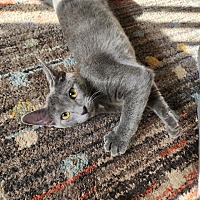 adopt a pet